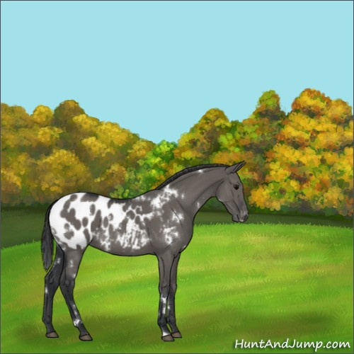 Horse Color:White Spotted Grullo Appaloosa 