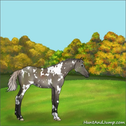 Horse Color:Gray White Spotted Silver Grullo