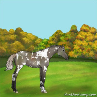 Horse Color:Gray White Spotted Silver Grullo 