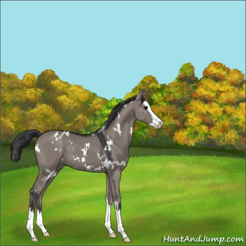 Horse Color:White Spotted Grullo Splash 