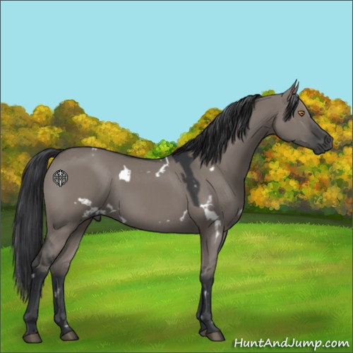 Horse Color:White Spotted Grullo 