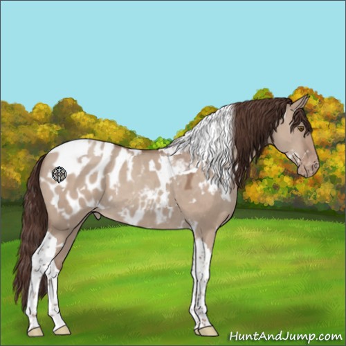 Horse Color:White Spotted Classic Champagne Dun Tobiano Appaloosa 