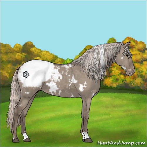 Horse Color:White Spotted Silver Grullo Snowcap 