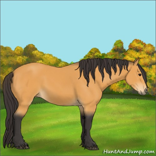 Horse Color:Buckskin 