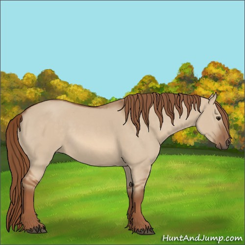 Horse Color:Red Dun Rabicano 