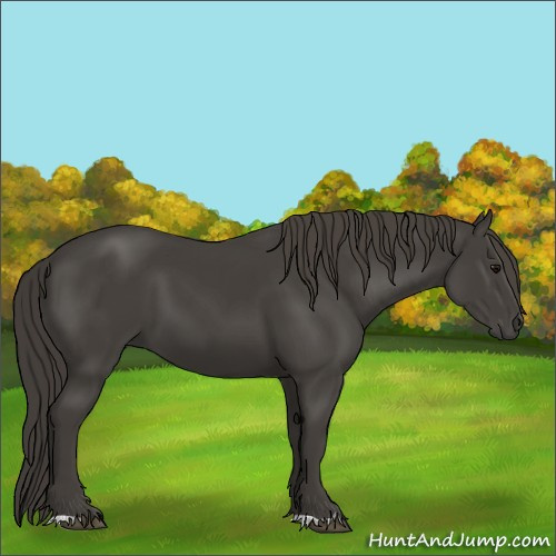 Horse Color:Smoky Black 