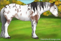 Horse Color:White Spotted Brown Splash Appaloosa Rabicano 