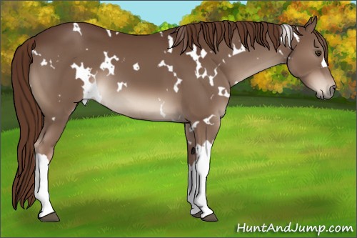 Horse Color:White Spotted Liver Chestnut 