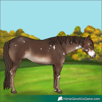 Horse Color:White Spotted Liver Chestnut