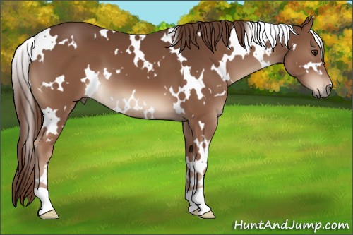 Horse Color:White Spotted Liver Chestnut 