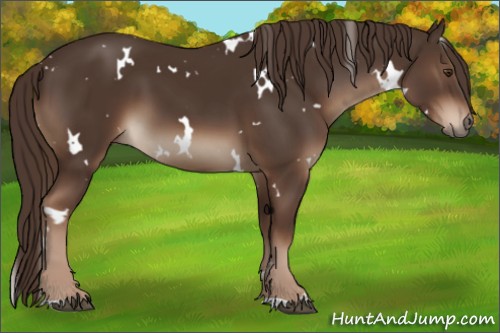 Horse Color:White Spotted Liver Chestnut 