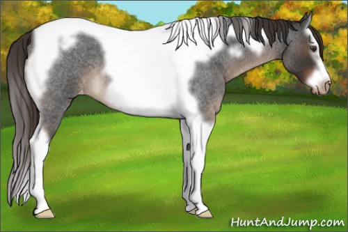Horse Color:Liver Red Roan Splash Tobiano Frame Varnish 