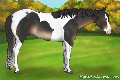 Horse Color:Liver Chestnut Splash Tobiano 