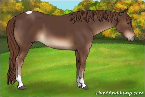 Horse Color:Liver Chestnut Tobiano 