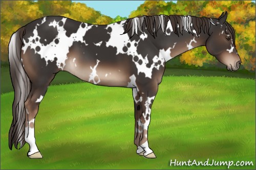 Horse Color:White Spotted Liver Chestnut 