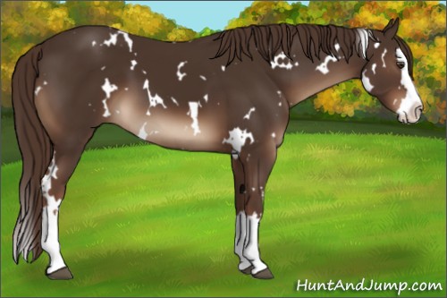 Horse Color:White Spotted Liver Chestnut Splash 