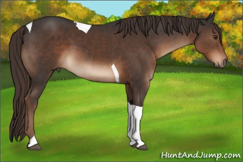 Horse Color:Liver Chestnut Tobiano 