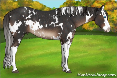 Horse Color:White Spotted Liver Chestnut Splash Rabicano 