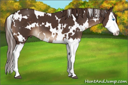 Horse Color:White Spotted Liver Chestnut Splash 