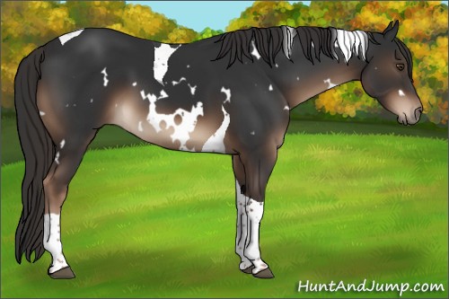 Horse Color:White Spotted Liver Chestnut Tobiano 