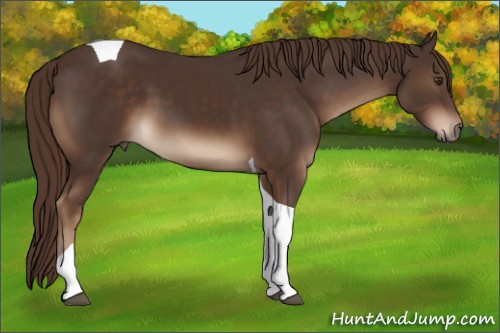 Horse Color:Liver Chestnut Tobiano 