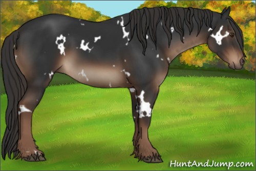 Horse Color:White Spotted Liver Chestnut Rabicano 