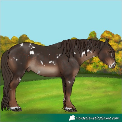 Horse Color:White Spotted Liver Chestnut Rabicano 