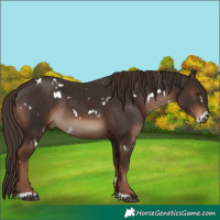 Horse Color:White Spotted Liver Chestnut Rabicano