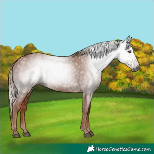 Horse Color:Gray Chestnut 
