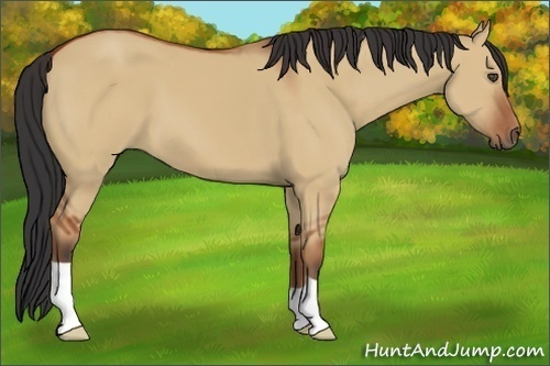 Horse Color:Bay Dun