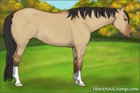 Horse Color:Bay Dun