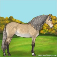 Horse Color:Silver Buckskin Dun Mushroom 