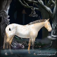 Horse Color:Gray Buckskin Dun Splash Appaloosa 