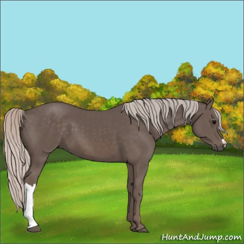 Horse Color:Silver Black