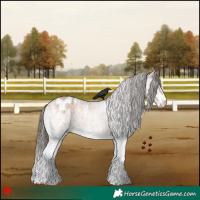 Horse Color:White Spotted Bay Appaloosa