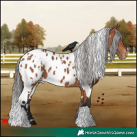 Horse Color:White Spotted Bay Appaloosa