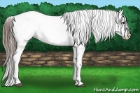 Horse Color:Blue Roan Appaloosa 