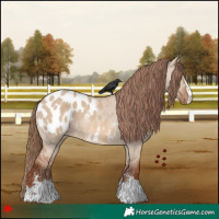 Horse Color:Red Dun Appaloosa 