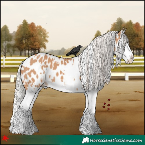 Horse Color:White Spotted Silver Bay Dun Splash Appaloosa 