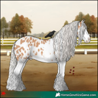 Horse Color:White Spotted Silver Bay Dun Splash Near Leopard 