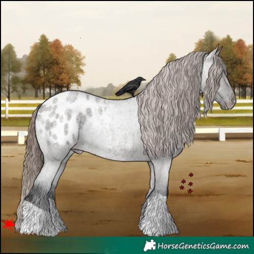 Horse Color:Grullo Roan Appaloosa 