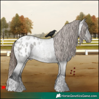 Horse Color:Grullo Roan Appaloosa 