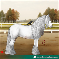 Horse Color:Gray White Spotted Bay Splash Tobiano Appaloosa 