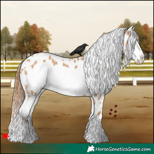 Horse Color:White Spotted Red Dun Frame Appaloosa 