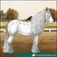 Horse Color:White Spotted Red Dun Frame Appaloosa