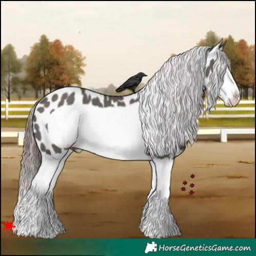 Horse Color:Grullo Splash Frame Appaloosa 