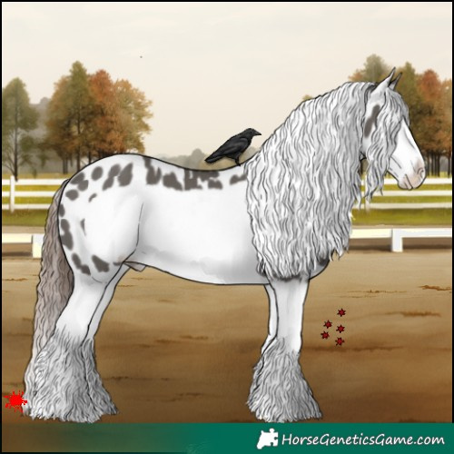 Horse Color:Grullo Splash Frame Near Leopard 
