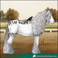 Horse Color:Grullo Splash Frame Appaloosa 