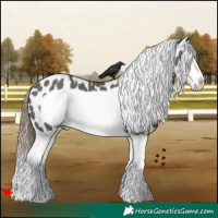 Horse Color:Grullo Splash Frame Near Leopard 