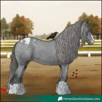 Horse Color:Black Appaloosa
